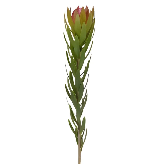Coral Leucadendron Stem View