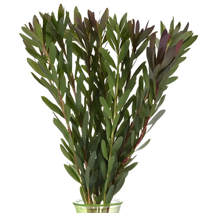 Green Jungle Safari Leucadendron