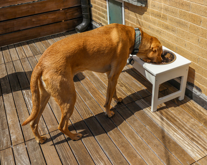 Pet Feeder