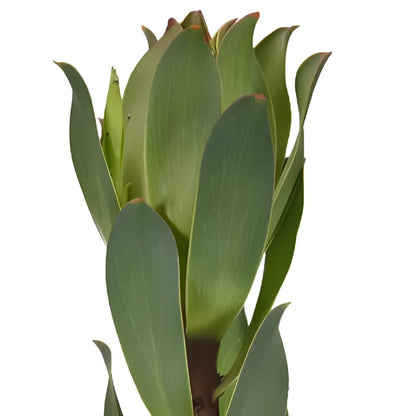 Red Stemmed Leucadendron