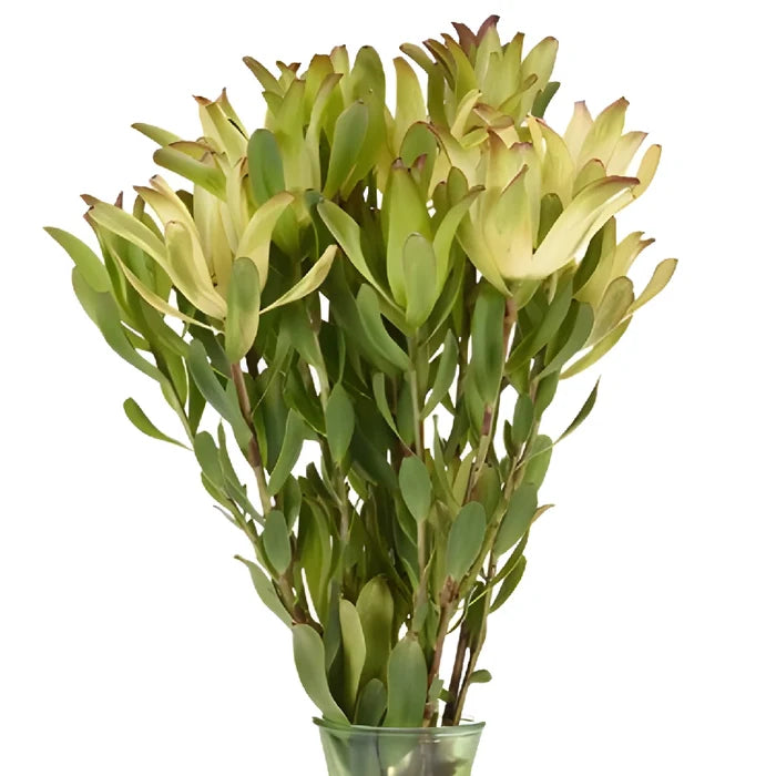 Twisted Citrus Tea Cup Leucadendron